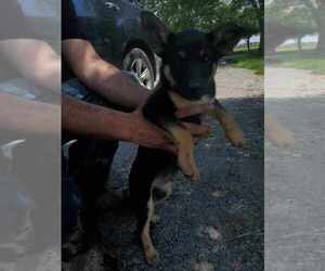 Australian Cattle Dog-German Shepherd Dog Mix Puppy for sale in MONEE, IL, USA
