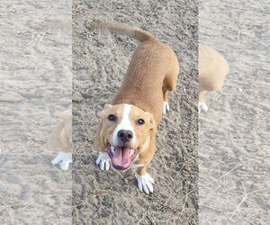 Labrador Retriever-Unknown Mix Dogs for adoption in The Woodlands, TX, USA