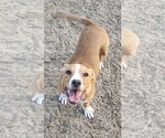 Small Labrador Retriever Mix