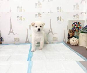Shiba Inu Puppy for sale in SUNNYVALE, CA, USA