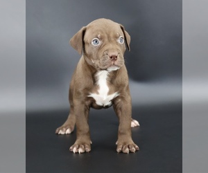 American Bully Puppy for sale in CHAMPAIGN, IL, USA