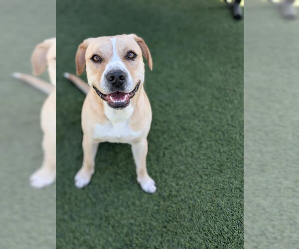 Medium Photo #2 Mutt Puppy For Sale in Downey, CA, USA