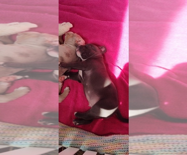 Medium Photo #16 American Bully Puppy For Sale in COUDERSPORT, PA, USA