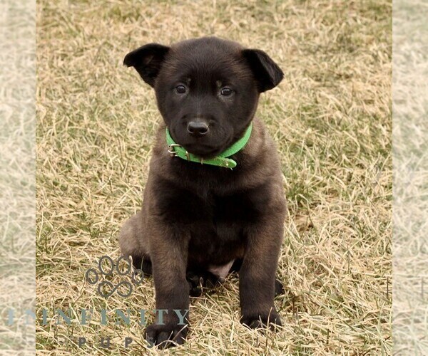Medium Photo #2 Belgian Malinois Puppy For Sale in STRASBURG, PA, USA