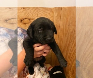 Labrador Retriever Puppy for sale in FONESWOOD, VA, USA