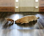 Small #7 Labrador Retriever