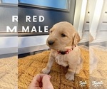Small Photo #4 Golden Retriever Puppy For Sale in SEMINOLE, TX, USA