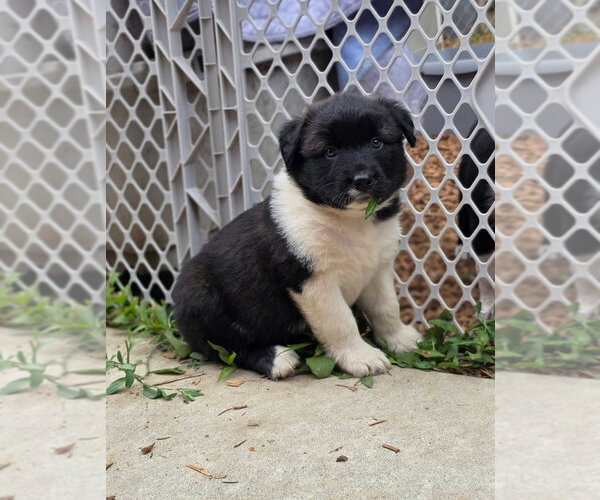 Medium Photo #1 Siberian Husky-Unknown Mix Puppy For Sale in Bellingham, WA, USA