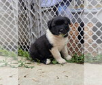 Small Siberian Husky Mix