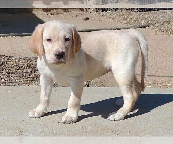 Medium Photo #1 Labrador Retriever Puppy For Sale in CALIENTE, CA, USA