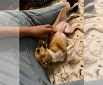 Small Photo #7 Chihuahua Puppy For Sale in Mesa, AZ, USA