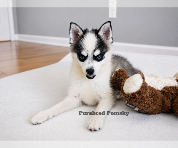 Medium Photo #3 Pomsky Puppy For Sale in KANSAS CITY, MO, USA