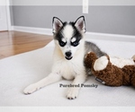 Small #2 Pomsky