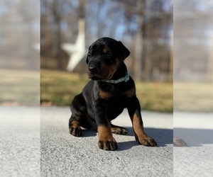 Doberman Pinscher Puppy for sale in NEWTON, NC, USA