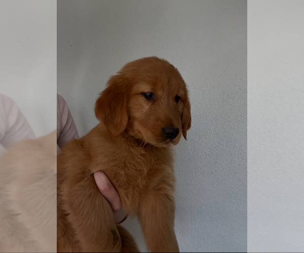 Medium Photo #5 Golden Retriever Puppy For Sale in DAVENPORT, FL, USA