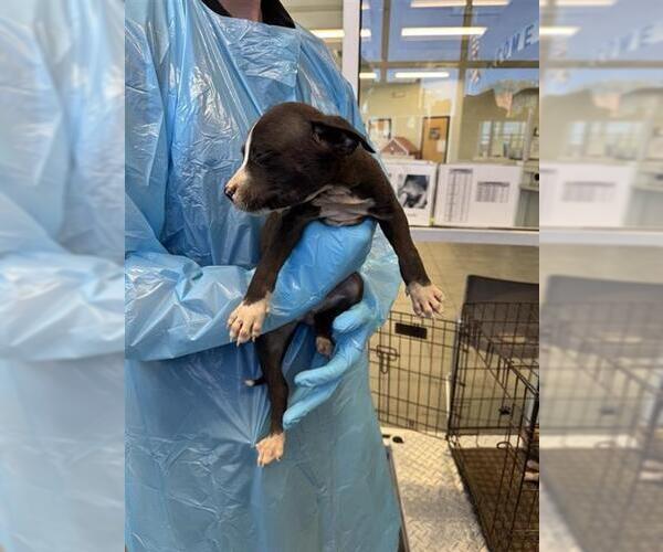 Medium Photo #1 Chihuahua Puppy For Sale in San Antonio, TX, USA