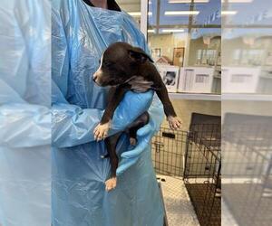 Chihuahua Dogs for adoption in San Antonio, TX, USA