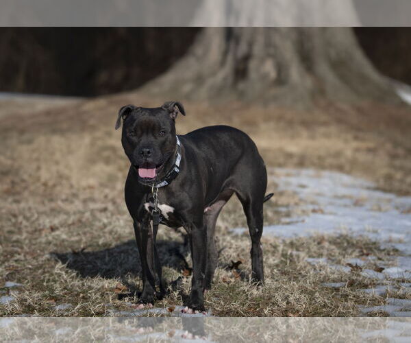 Medium Photo #9 American Staffordshire Terrier-Boxer Mix Puppy For Sale in Arlington, VA, USA