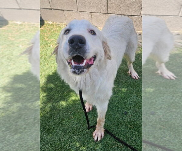Medium Photo #4 Great Pyrenees-Unknown Mix Puppy For Sale in Lakewood, CO, USA