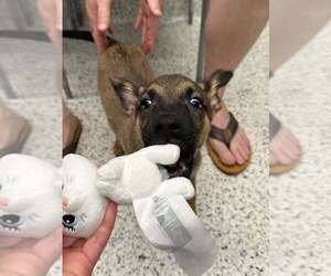 Poppet - Located in Georgia - Female Mutt Dog for Adoption - Photo #2