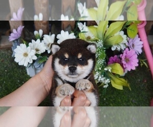 Shiba Inu Puppy for sale in SAN DIEGO, CA, USA