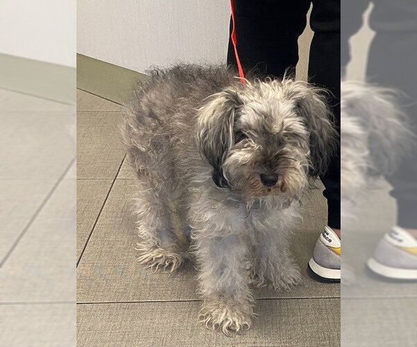 Medium Photo #1 Miniature Schnauzer-Unknown Mix Puppy For Sale in Rancho Cucamonga, CA, USA