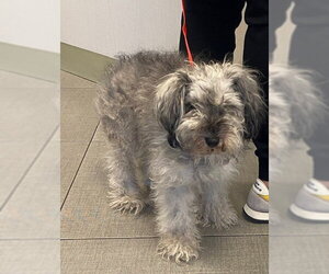 Miniature Schnauzer-Unknown Mix Dogs for adoption in Rancho Cucamonga, CA, USA