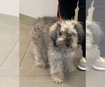 Small Miniature Schnauzer Mix