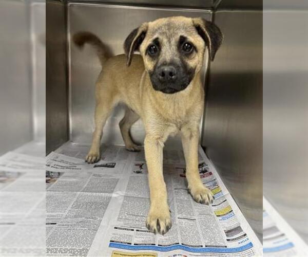 Medium Photo #1 Pug-Unknown Mix Puppy For Sale in Visalia, CA, USA