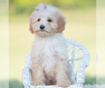Small Photo #83 Goldendoodle (Miniature) Puppy For Sale in WARSAW, IN, USA