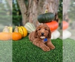 Small #4 Poodle (Miniature)