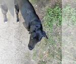 Small Labrador Retriever