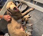 Litter of 8 - Male(s) and Female(s) Labrador RetrieverLitter of Puppies for Sale - Photo #2