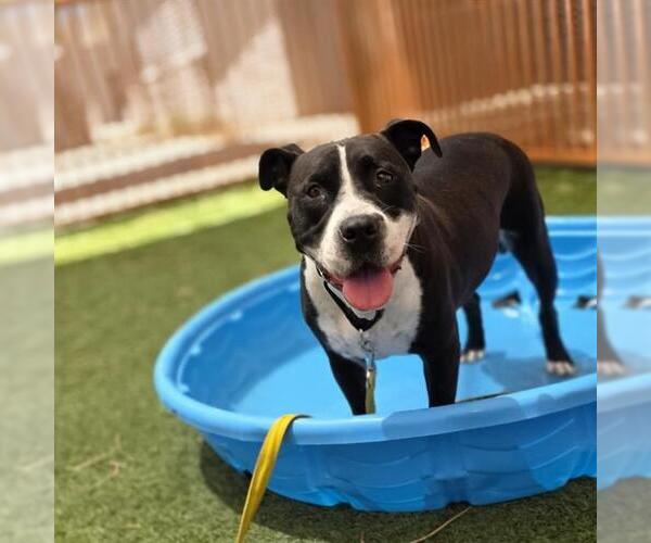 Medium Photo #2 Mutt Puppy For Sale in Las Vegas, NV, USA