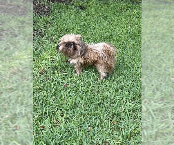 Medium Photo #1 Shih Tzu-Unknown Mix Puppy For Sale in San Antonio, TX, USA