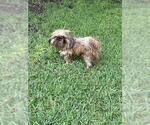 Small Shih Tzu Mix