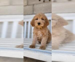 Goldendoodle Puppy for sale in CHATSWORTH, CA, USA