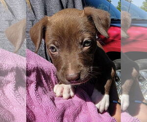 American Pit Bull Terrier-Unknown Mix Dogs for adoption in Clarkston, MI, USA