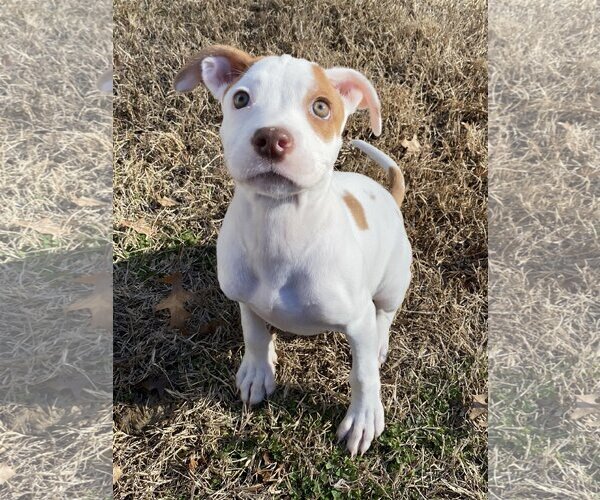 Medium Photo #8 American Pit Bull Terrier-Jack Russell Terrier Mix Puppy For Sale in Hillsboro, MO, USA