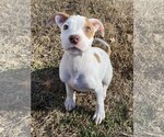 Small Photo #8 American Pit Bull Terrier-Jack Russell Terrier Mix Puppy For Sale in Hillsboro, MO, USA