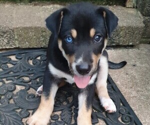 Medium Alaskan Husky-Chinese Shar-Pei Mix