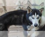 Small Photo #8 Siberian Husky Puppy For Sale in Pacific grove , CA, USA
