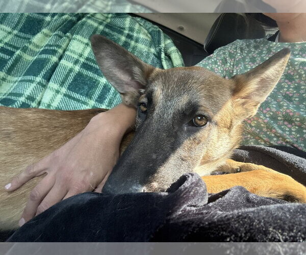 Medium Photo #3 Mutt Puppy For Sale in Imlay City, MI, USA