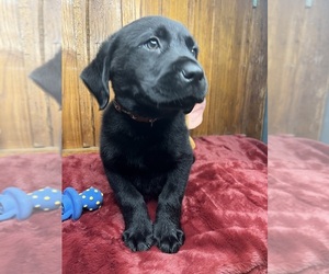 Labrador Retriever Puppy for sale in NEOLA, WV, USA