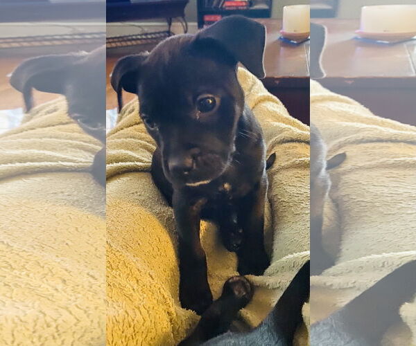 Medium Photo #4 Mutt Puppy For Sale in Holly Springs, NC, USA