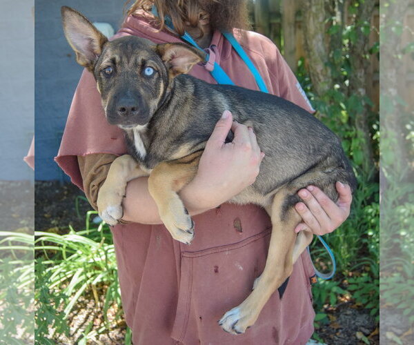Medium Photo #2 Australian Shepherd-German Shepherd Dog Mix Puppy For Sale in Huntley, IL, USA