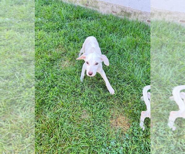 Medium Photo #3 Mutt Puppy For Sale in Plainfield, IL, USA