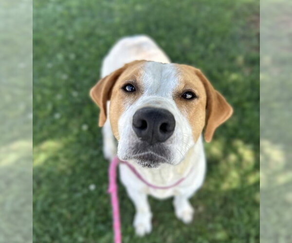 Medium Photo #3 Mutt Puppy For Sale in Evansville, IN, USA