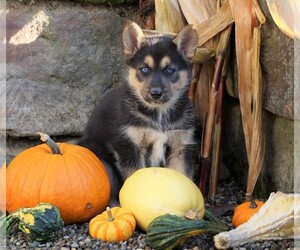 German Shepherd Dog-Siberian Husky Mix Puppy for sale in FREDERICKSBG, OH, USA