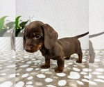 Small #2 Dachshund